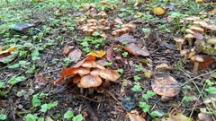 Fungi
