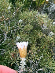 Helichrysum retortum