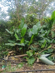 Calathea lutea