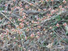 Eriogonum gracile