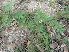 Mimosa diplotricha