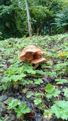Fungi