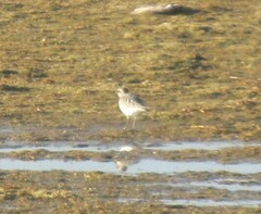 Pluvialis squatarola