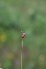 Juncus triglumis