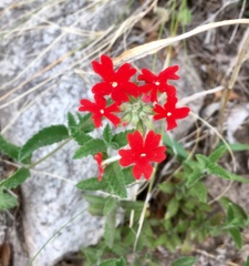 Glandularia peruviana