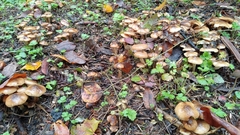 Fungi