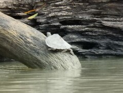 Graptemys pseudogeographica