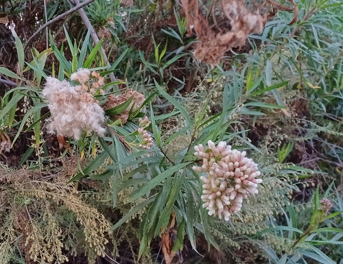 iNaturalist observation photo of mule fat