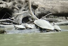 Graptemys pseudogeographica