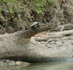 Graptemys pseudogeographica
