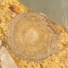 Marginopora