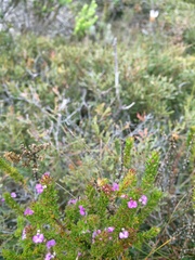 Muraltia satureioides