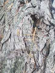 Megaphasma denticrus