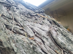 Megaphasma denticrus