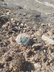 Mammillaria tetrancistra