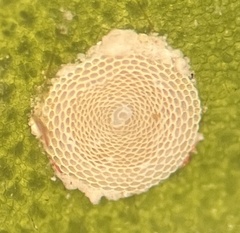 Marginopora