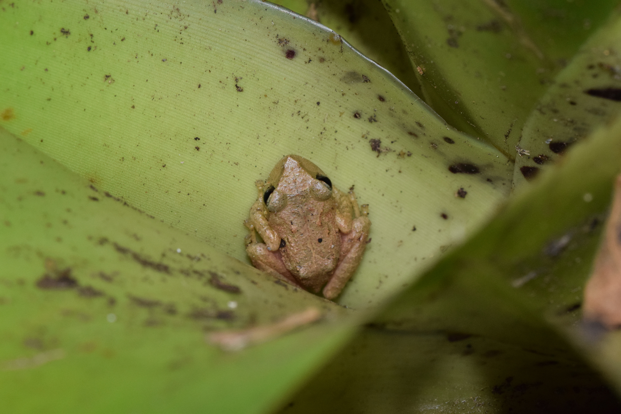Pristimantis cajamarcensis image