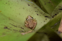 Pristimantis cajamarcensis