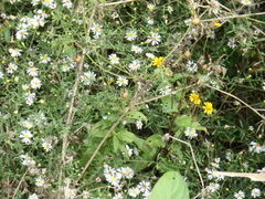 Symphyotrichum drummondii