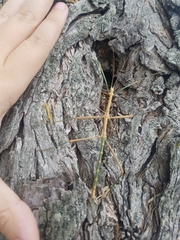 Megaphasma denticrus