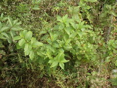 Cephalanthus occidentalis