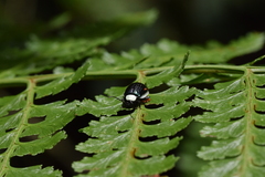 Asphaera albomarginata