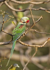 Psittacula eupatria