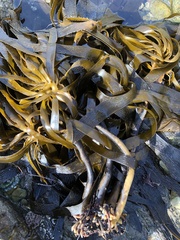 Eisenia arborea