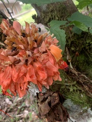 Dombeya wallichii