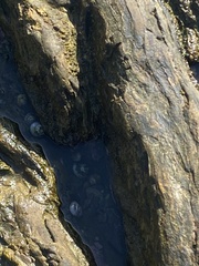 Littorina subrotundata