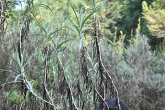 Senecio cinerarioides