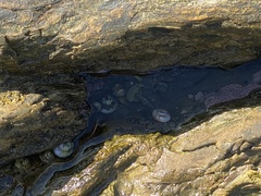 Littorina subrotundata