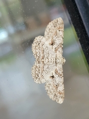 Iridopsis larvaria