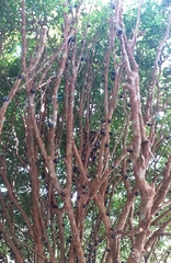 Plinia cauliflora