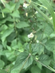 Asystasia gangetica