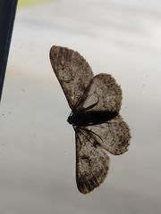 Iridopsis larvaria