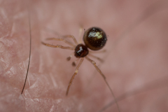 Neottiura bimaculata