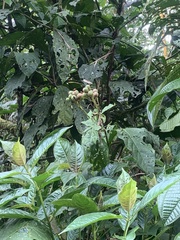 Cordia nodosa