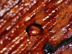 Phalacridae