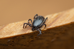 Ixodes ricinus