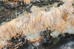 Radulomyces