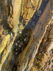Trochoidea