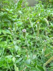 Verbena hispida