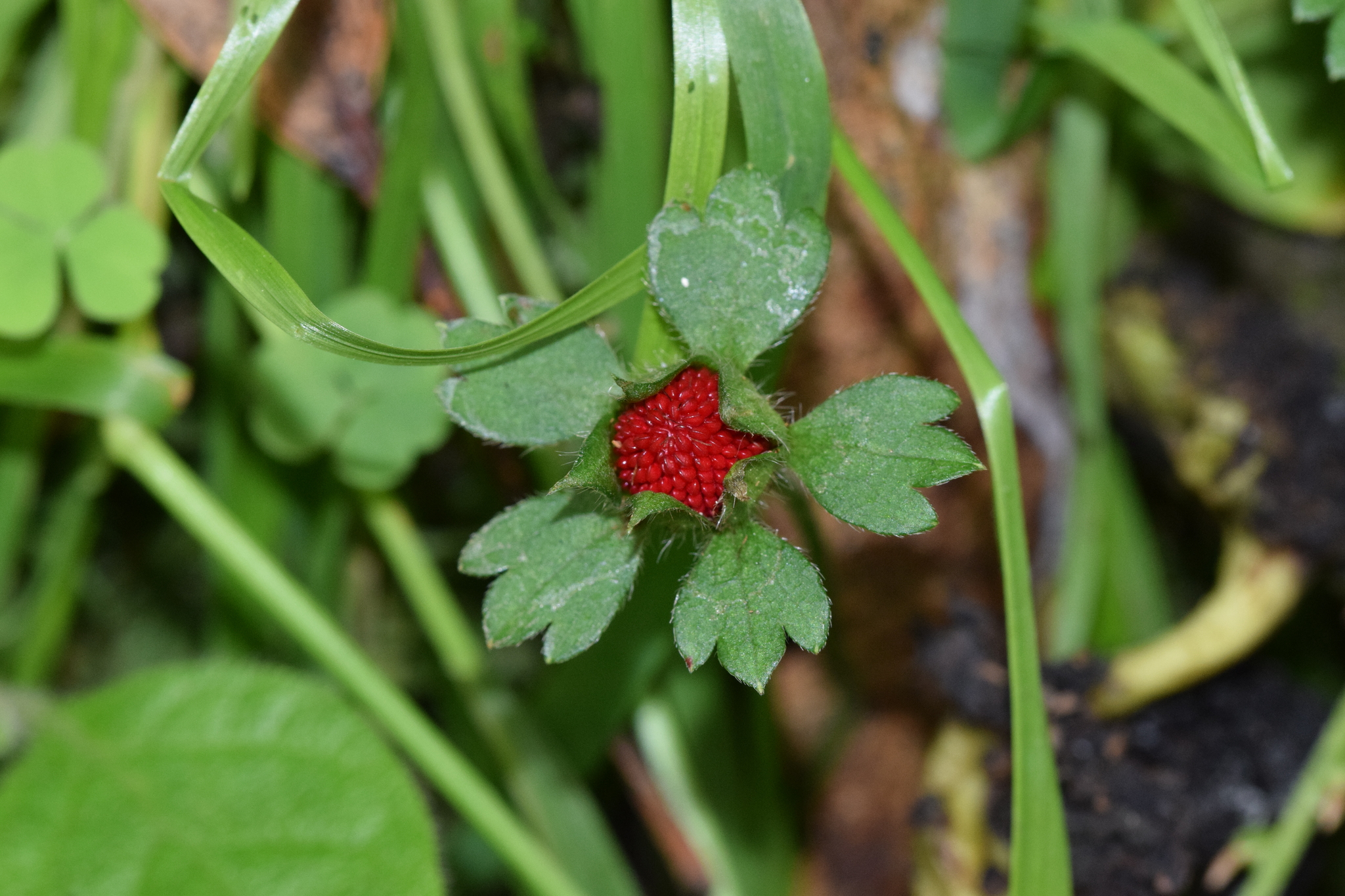 Potentilla image