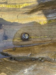 Trochoidea