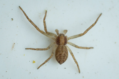 Philodromus albidus