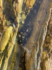 Trochoidea