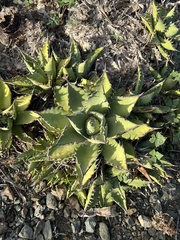 Agave margaritae