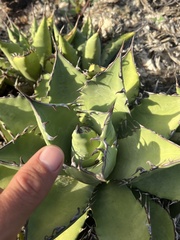 Agave margaritae