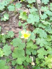 Modiolastrum malvifolium